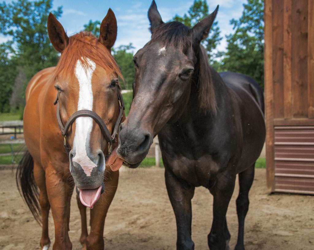 Red Down South and Zippy Chippy. (Connie Bush)